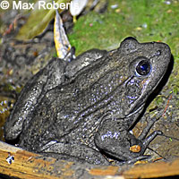 California Red-legged Frog