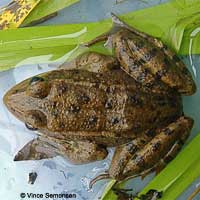 California Red-legged Frog