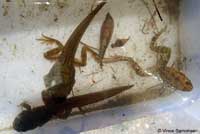 California Red-legged Frog Tadpole