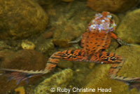 California Red-legged Frog