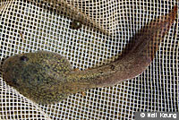 California Red-legged Frog