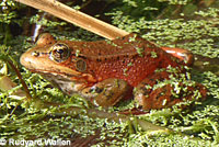 California Red-legged Frog