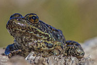 California Red-legged Frog