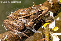 California Red-legged Frog