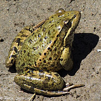 California Red-legged Frog