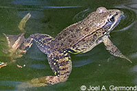 California Red-legged Frog