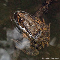 California Red-legged Frog