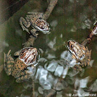 California Red-legged Frog