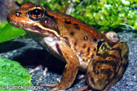 California Red-legged Frog