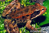 California Red-legged Frog