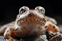 California Red-legged Frog