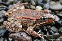 California Red-legged Frog