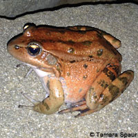 California Red-legged Frog