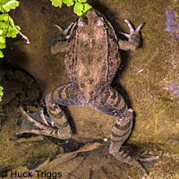 California Red-legged Frog