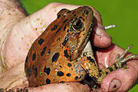 California Red-legged Frog