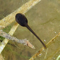 California Red-legged Frog Eggs