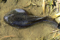 California Red-legged Frog Tadpole