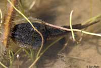 California Red-legged Frog Tadpole