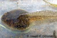 California Red-legged Frog Tadpole