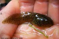 California Red-legged Frog Tadpole