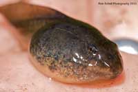 California Red-legged Frog Tadpole