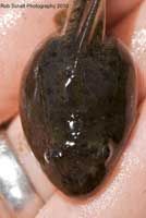 California Red-legged Frog Tadpole