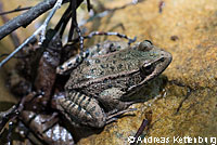 California Red-legged Frog