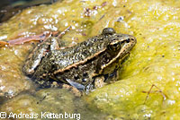 California Red-legged Frog