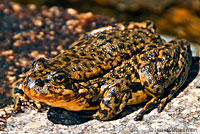 Southern Mountain Yellow-legged Frog