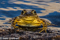 Southern Mountain Yellow-legged Frog