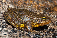 Southern Mountain Yellow-legged Frog