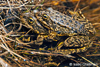 Southern Mountain Yellow-legged Frog