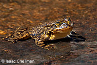 Southern Mountain Yellow-legged Frog