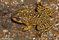 Southern Mountain Yellow-legged Frog