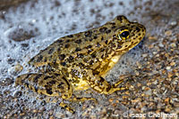 Southern Mountain Yellow-legged Frog