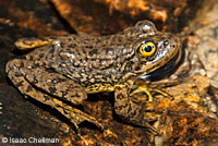 Southern Mountain Yellow-legged Frog