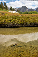 Southern Mountain Yellow-legged Frog