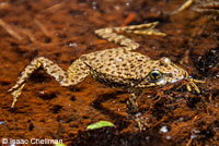 Southern Mountain Yellow-legged Frog