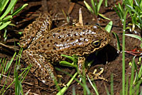 Sierra Nevada Yellow-legged Frog