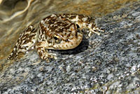 Southern Mountain Yellow-legged Frog