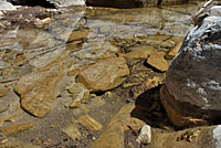 Southern Mountain Yellow-legged Frog