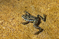 Southern Mountain Yellow-legged Frog