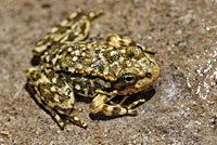 Southern Mountain Yellow-legged Frog