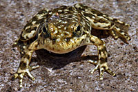 Southern Mountain Yellow-legged Frog