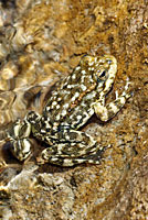 Southern Mountain Yellow-legged Frog