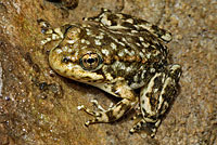 Southern Mountain Yellow-legged Frog