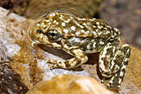 Southern Mountain Yellow-legged Frog