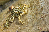 Southern Mountain Yellow-legged Frog