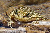 Southern Mountain Yellow-legged Frog