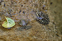 Southern Mountain Yellow-legged Frog